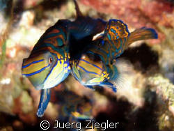 Mating Mandarin Fishes - taken in Moalboal  by Juerg Ziegler 